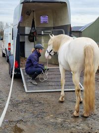 Trailerlaadprobleem cremello ruin